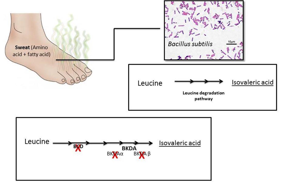 Cips Paketini Açınca Gelen O Keskin Ayak Kokusunun Sebebi Ne?