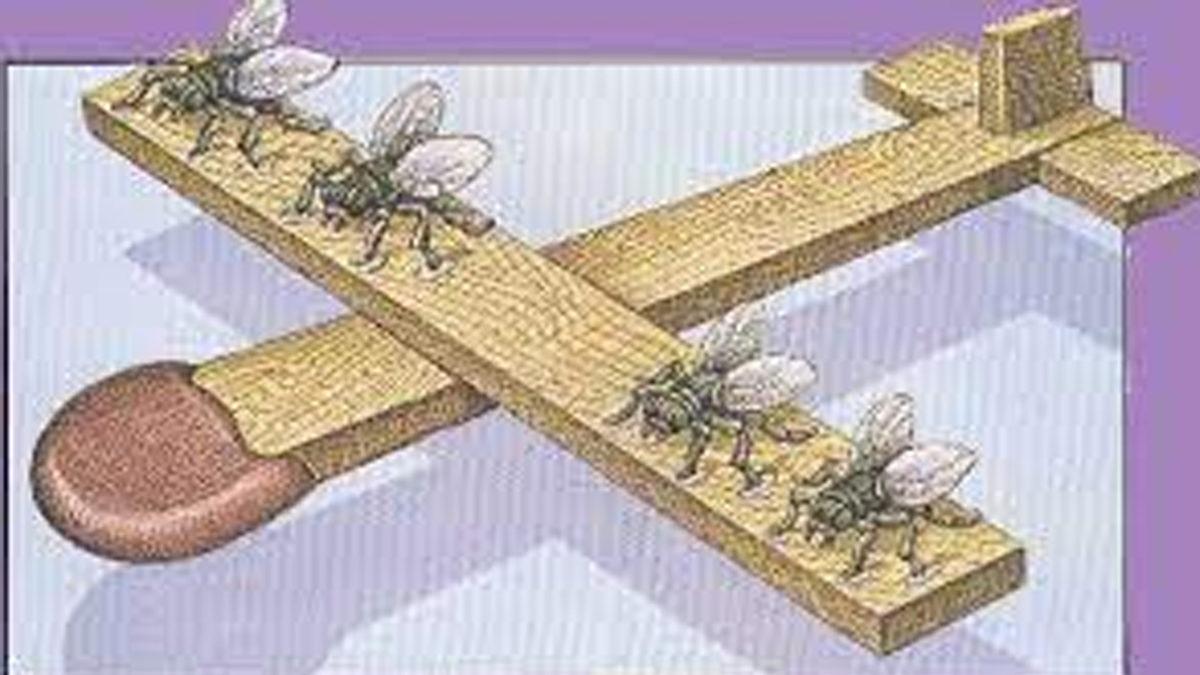 Sinekler Neden Şeytani Planlar Yaparcasına Sürekli Ellerini Ovuştururlar?