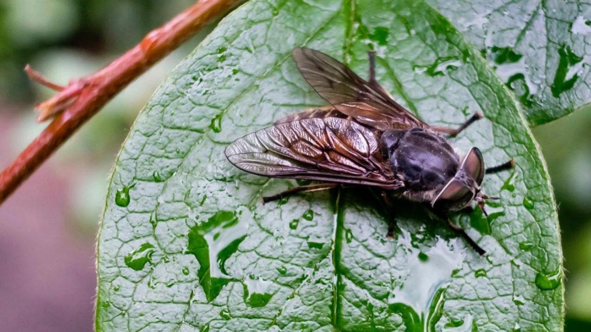 Sinekler Neden Şeytani Planlar Yaparcasına Sürekli Ellerini Ovuştururlar?