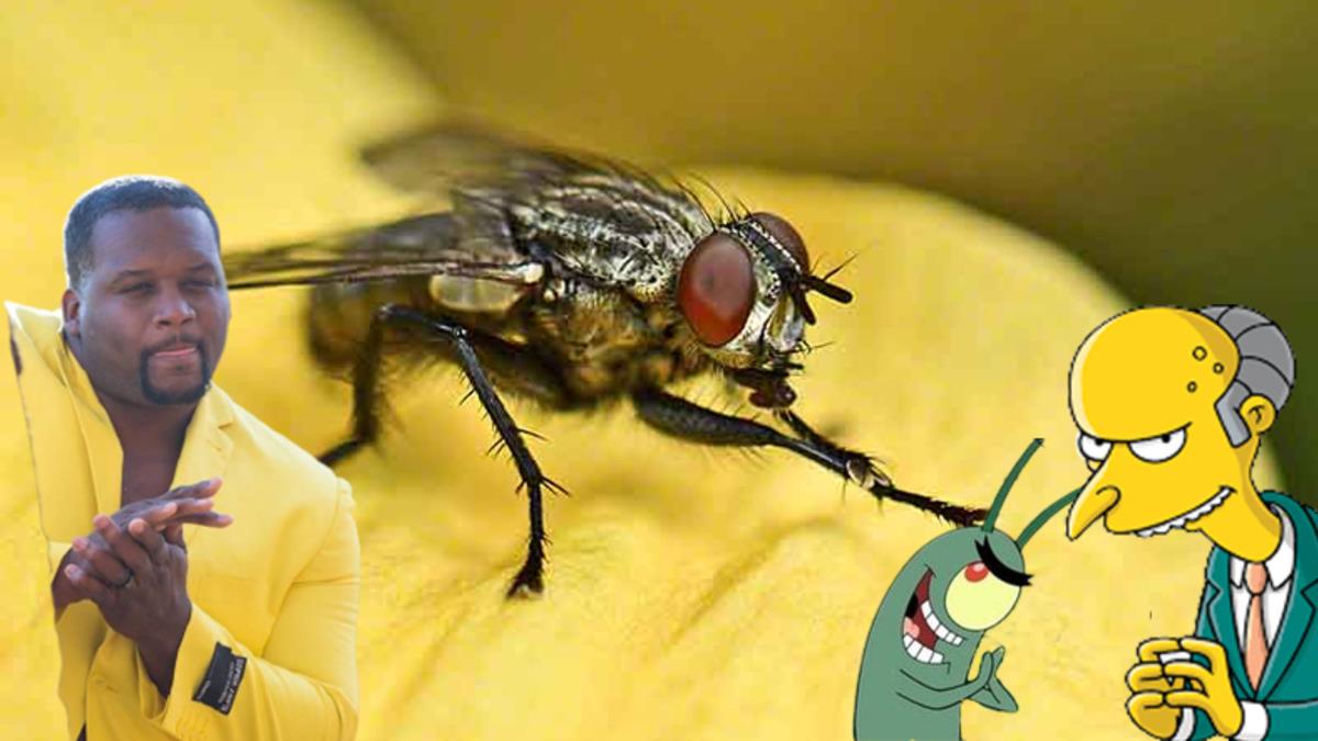 Sinekler Neden Şeytani Planlar Yaparcasına Sürekli Ellerini Ovuştururlar?