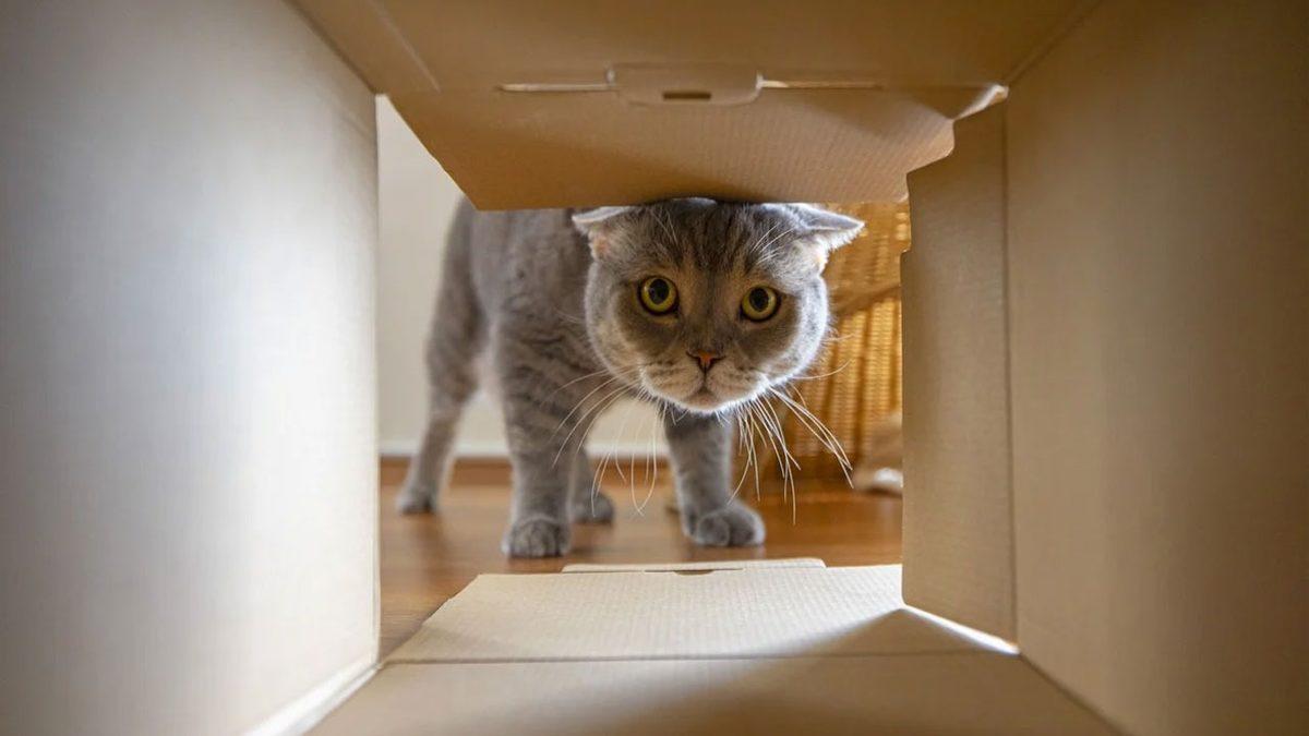 Kediler Neden Her Şeyi Pıt Diye Aşağı İter?