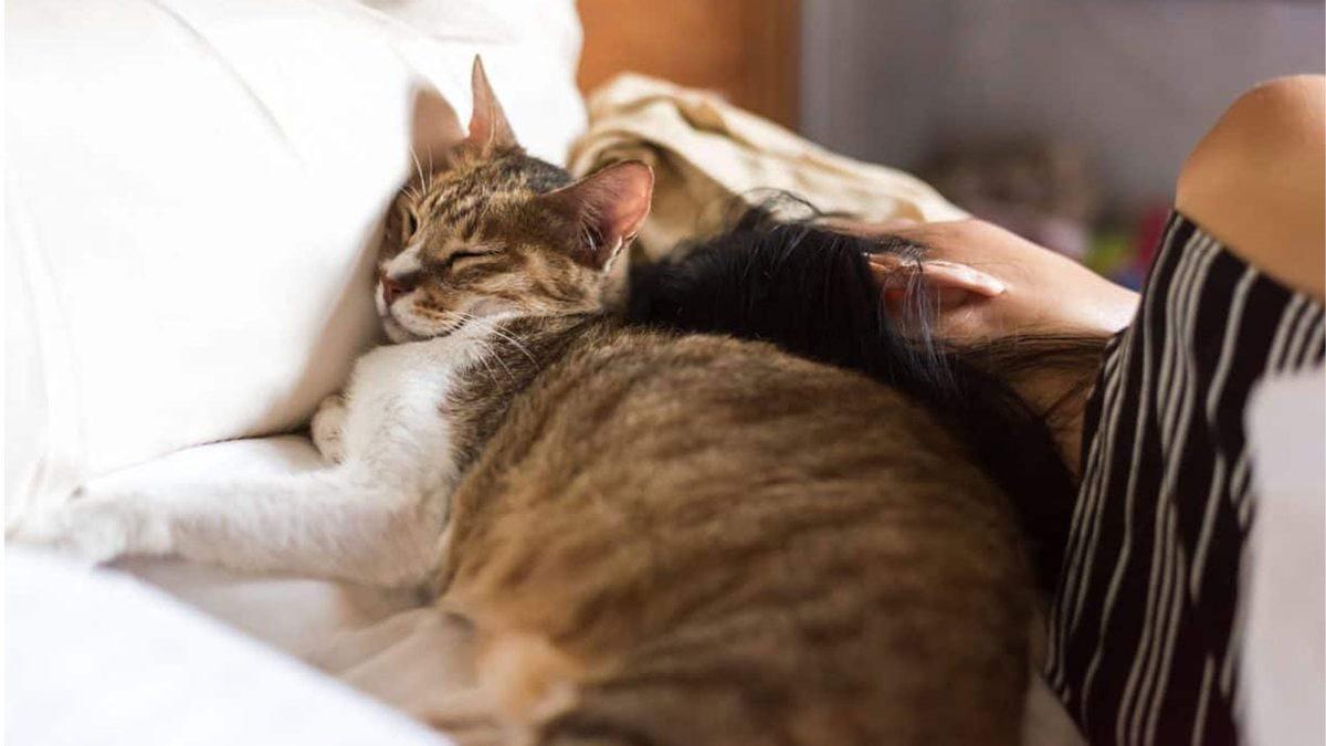 Kediler Neden Her Şeyi Pıt Diye Aşağı İter?