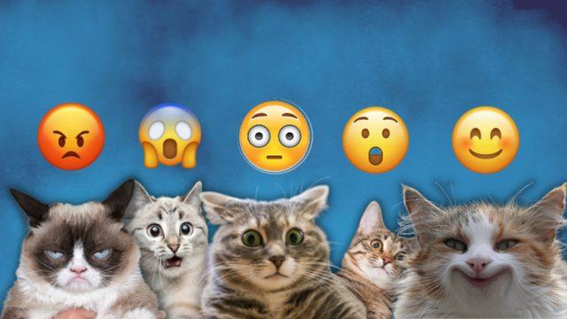 Bilime Göre Kediniz Hangi Karakter Grubunda Yer Alıyor?