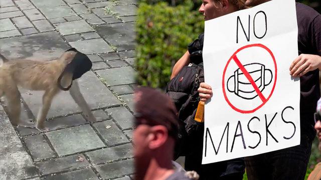 Tedbir Önemli Tabii: Yerde Bulduğu Maskeyi Yüzüne Takıp Gezen Maymun Viral Oldu [Video]