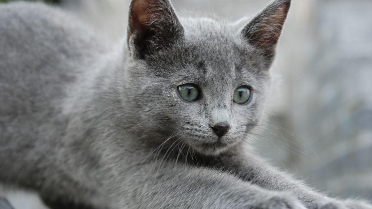 En Utangaç Türlerden Biri Olarak Bilinen ’Mavi Rus Kedileri’ Hakkında Birbirinden İlginç 10 Gerçek
