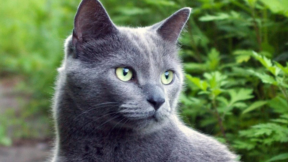 En Utangaç Türlerden Biri Olarak Bilinen ’Mavi Rus Kedileri’ Hakkında Birbirinden İlginç 10 Gerçek