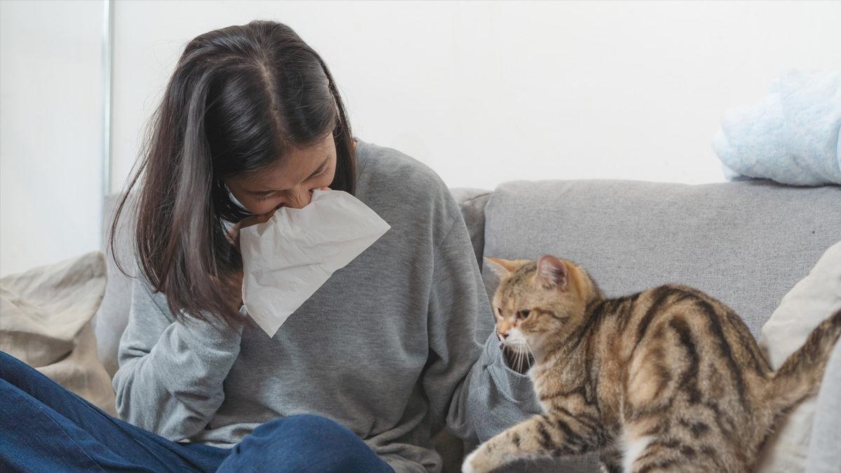 En Utangaç Türlerden Biri Olarak Bilinen ’Mavi Rus Kedileri’ Hakkında Birbirinden İlginç 10 Gerçek