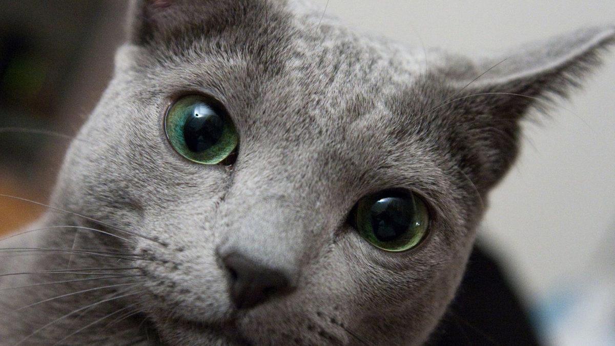 En Utangaç Türlerden Biri Olarak Bilinen ’Mavi Rus Kedileri’ Hakkında Birbirinden İlginç 10 Gerçek