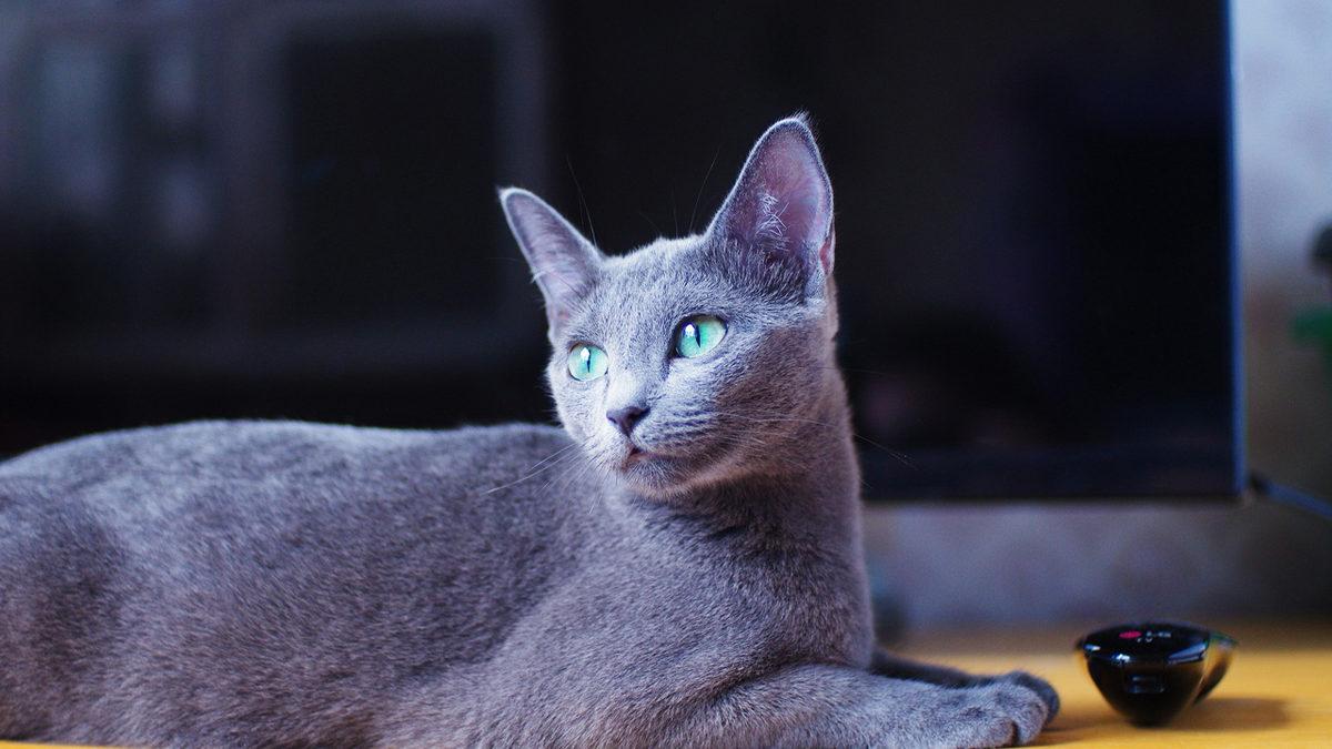 En Utangaç Türlerden Biri Olarak Bilinen ’Mavi Rus Kedileri’ Hakkında Birbirinden İlginç 10 Gerçek