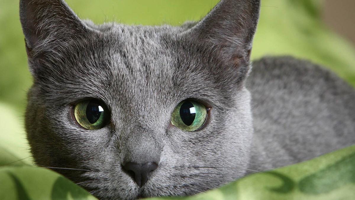 En Utangaç Türlerden Biri Olarak Bilinen ’Mavi Rus Kedileri’ Hakkında Birbirinden İlginç 10 Gerçek