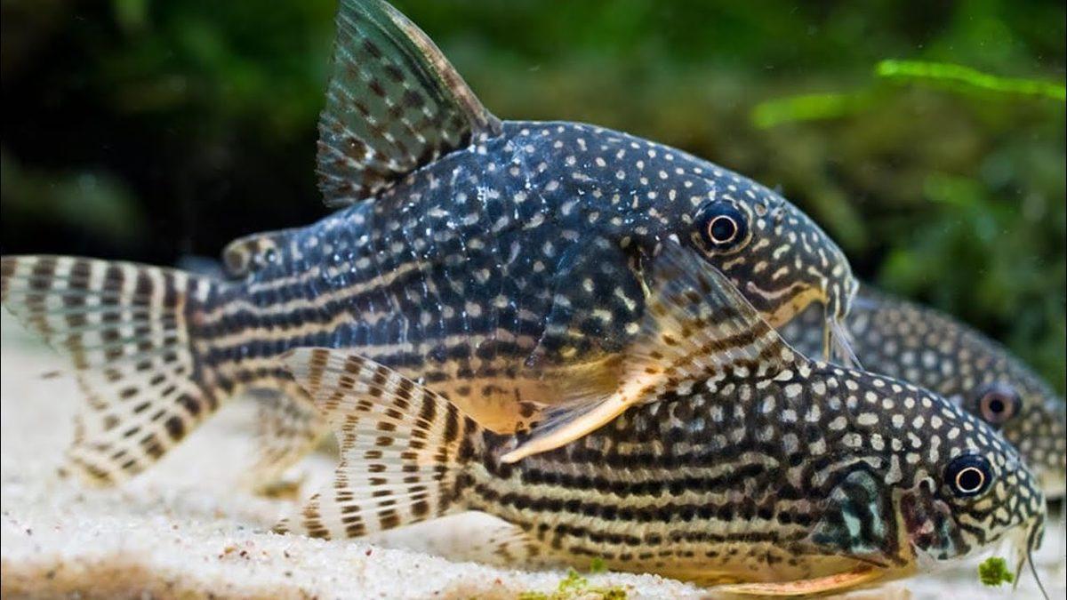 İsmi Nedeniyle Yanlış Anlaşılan En İlginç Balık Türlerinden Beri: Çöpçü Balığı Hakkında 8 Şaşırtıcı Bilgi