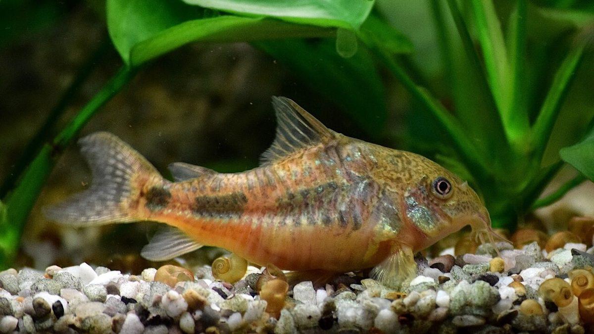 İsmi Nedeniyle Yanlış Anlaşılan En İlginç Balık Türlerinden Beri: Çöpçü Balığı Hakkında 8 Şaşırtıcı Bilgi