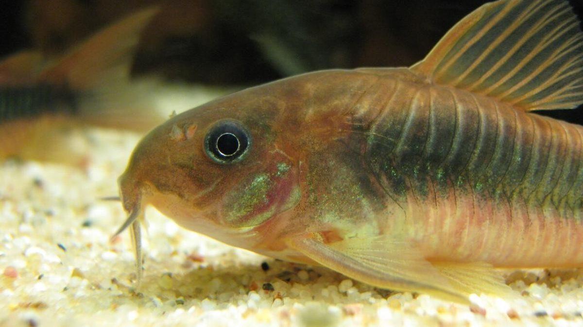 İsmi Nedeniyle Yanlış Anlaşılan En İlginç Balık Türlerinden Beri: Çöpçü Balığı Hakkında 8 Şaşırtıcı Bilgi