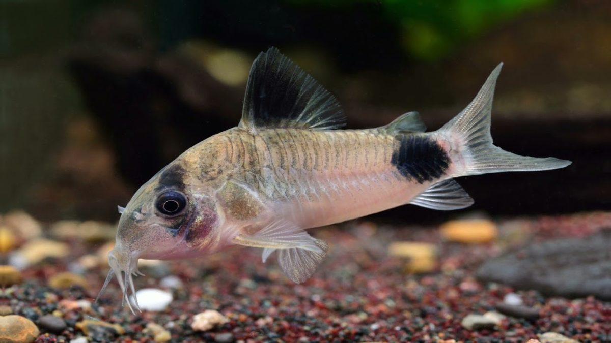 İsmi Nedeniyle Yanlış Anlaşılan En İlginç Balık Türlerinden Beri: Çöpçü Balığı Hakkında 8 Şaşırtıcı Bilgi