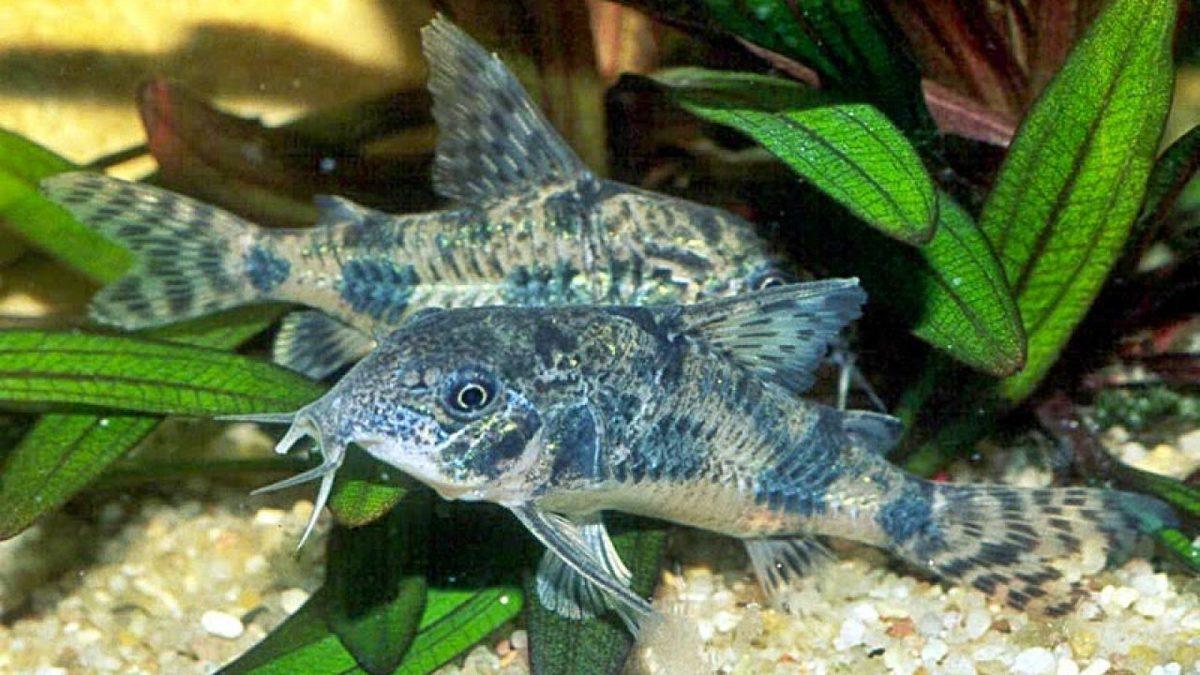 İsmi Nedeniyle Yanlış Anlaşılan En İlginç Balık Türlerinden Beri: Çöpçü Balığı Hakkında 8 Şaşırtıcı Bilgi