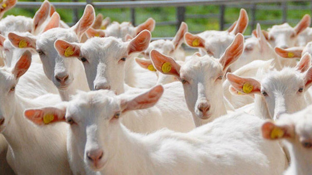 Dingo’nun Ahırı, Keçileri Kaçırmak Gibi Tuhaf Deyimlerin “Bu muymuş” Dedirten Hikayeleri