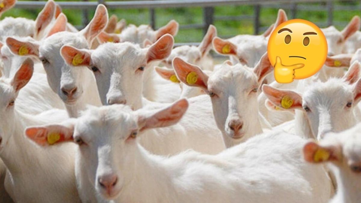 Dingo’nun Ahırı, Keçileri Kaçırmak Gibi Tuhaf Deyimlerin “Bu muymuş” Dedirten Hikayeleri