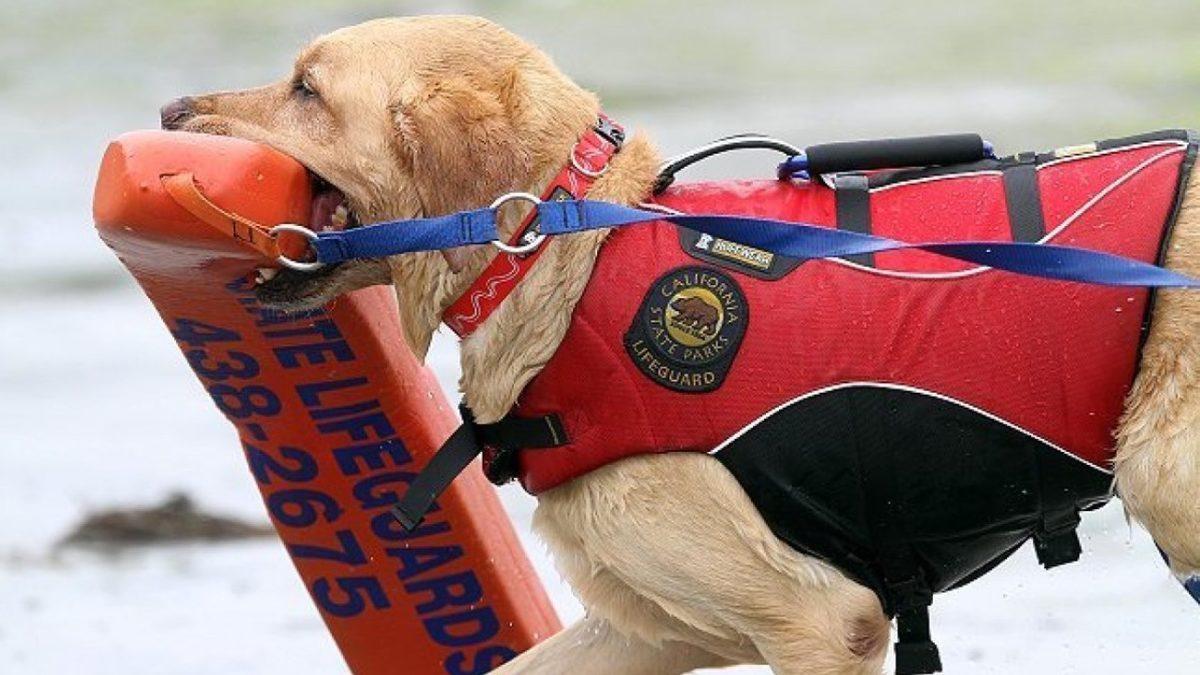 Patili Kahramanlar: Sayısız Hayatı Kurtaran ’Cankurtaran Köpekler’ Hakkında Bilmeniz Gereken Her Şey