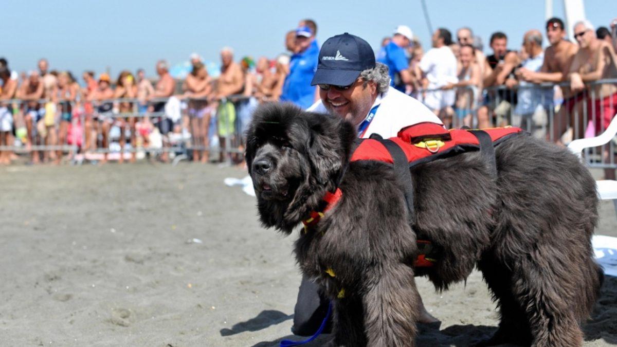 Patili Kahramanlar: Sayısız Hayatı Kurtaran ’Cankurtaran Köpekler’ Hakkında Bilmeniz Gereken Her Şey