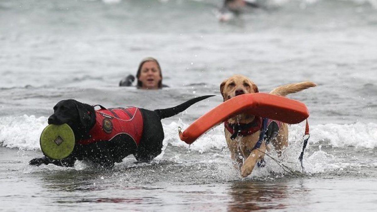 Patili Kahramanlar: Sayısız Hayatı Kurtaran ’Cankurtaran Köpekler’ Hakkında Bilmeniz Gereken Her Şey