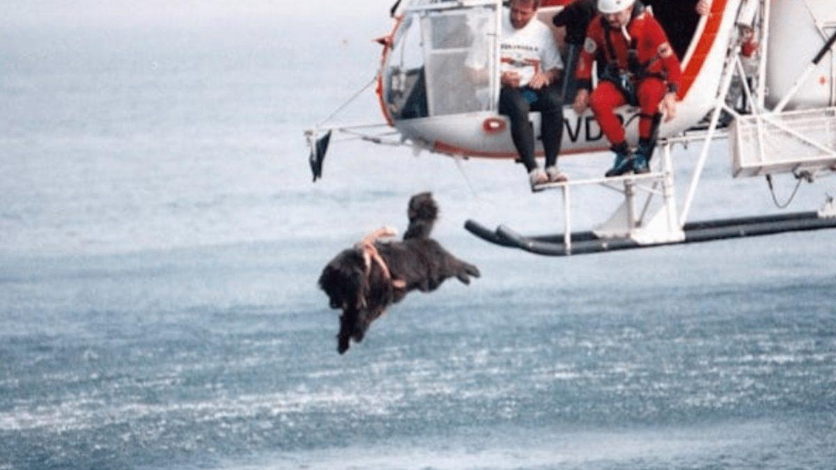 Patili Kahramanlar: Sayısız Hayatı Kurtaran ’Cankurtaran Köpekler’ Hakkında Bilmeniz Gereken Her Şey