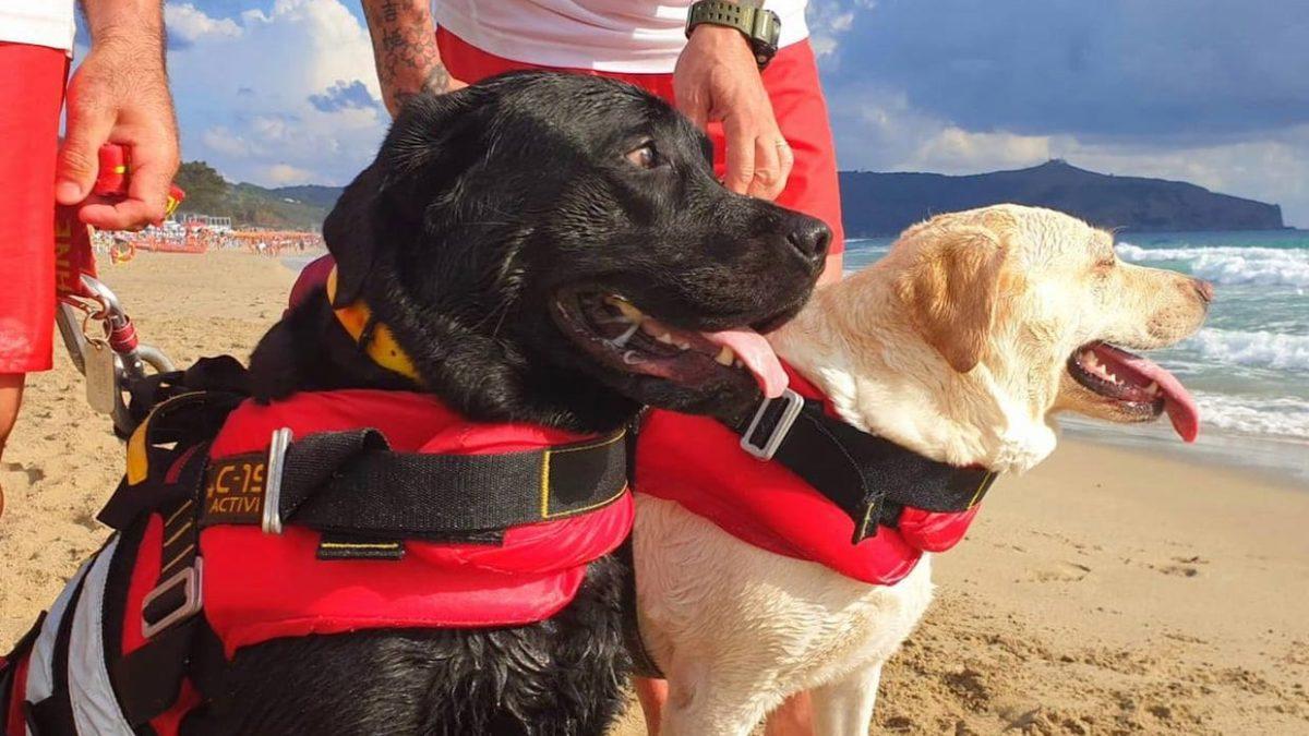 Patili Kahramanlar: Sayısız Hayatı Kurtaran ’Cankurtaran Köpekler’ Hakkında Bilmeniz Gereken Her Şey