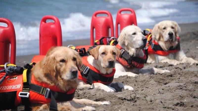 Patili Kahramanlar: Sayısız Hayatı Kurtaran ’Cankurtaran Köpekler’ Hakkında Bilmeniz Gereken Her Şey