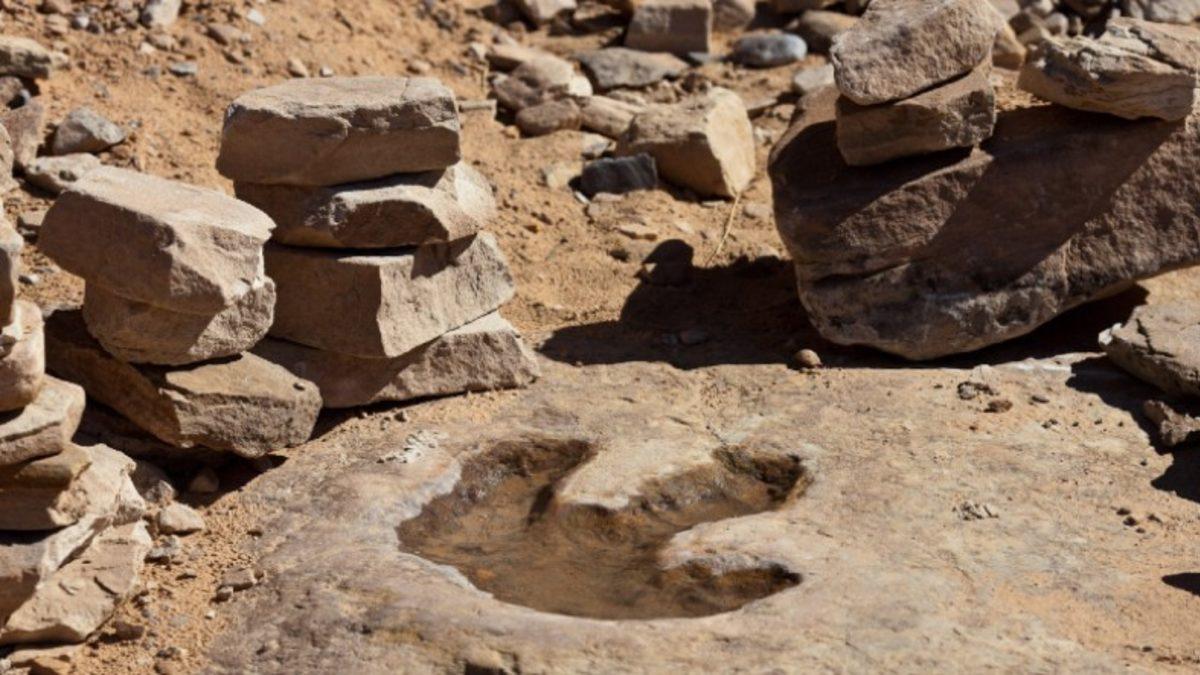 Bir Dinozorun Milyonlarca Yıl Önceden Kalma Ayak İzi Nasıl Oluyor da Bozulmadan Günümüze Kadar Ulaşıyor?