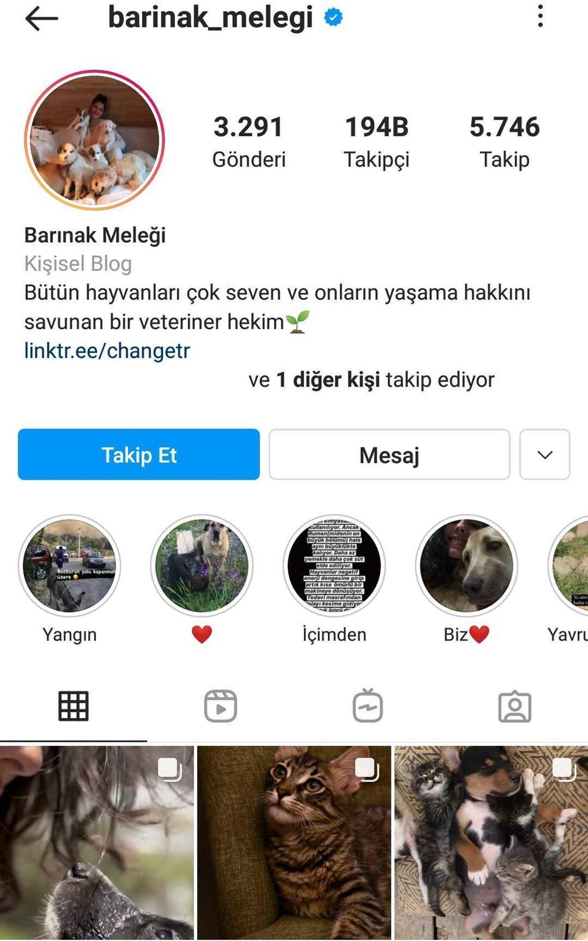 Satın Alma Sahiplen: Bir Köpeği Dost Edinip Ona Destek Olabileceğiniz 11 Instagram Hesabı