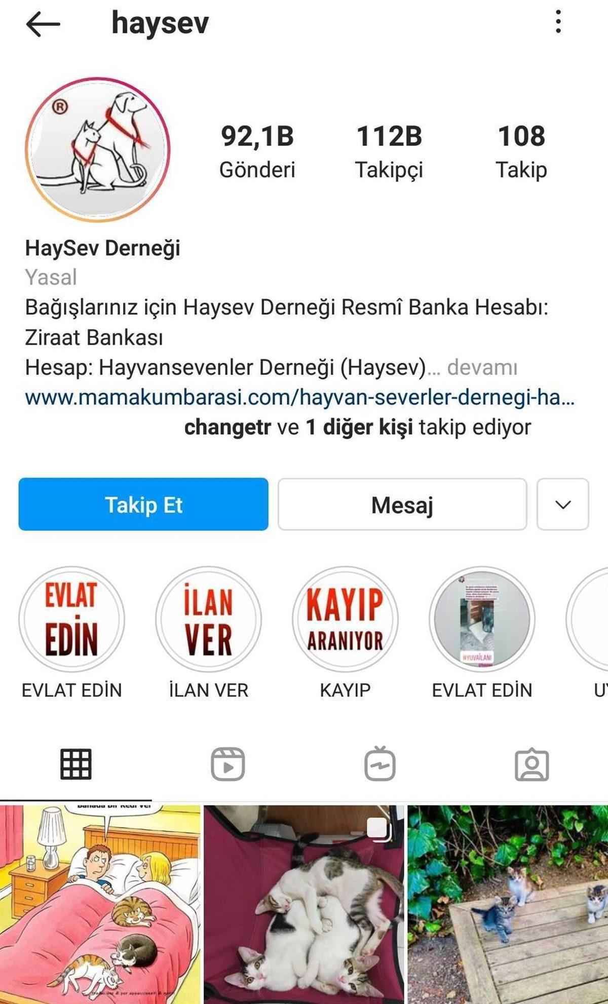 Satın Alma Sahiplen: Bir Köpeği Dost Edinip Ona Destek Olabileceğiniz 11 Instagram Hesabı