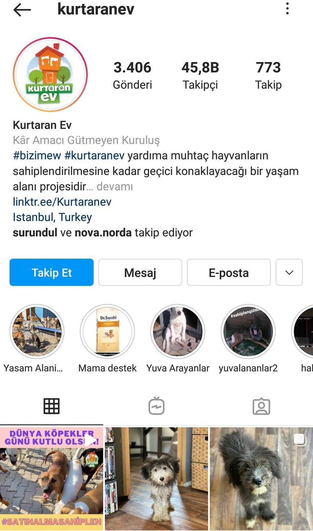 Satın Alma Sahiplen: Bir Köpeği Dost Edinip Ona Destek Olabileceğiniz 11 Instagram Hesabı