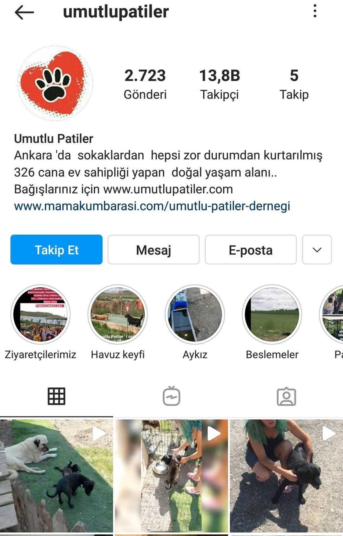 Satın Alma Sahiplen: Bir Köpeği Dost Edinip Ona Destek Olabileceğiniz 11 Instagram Hesabı
