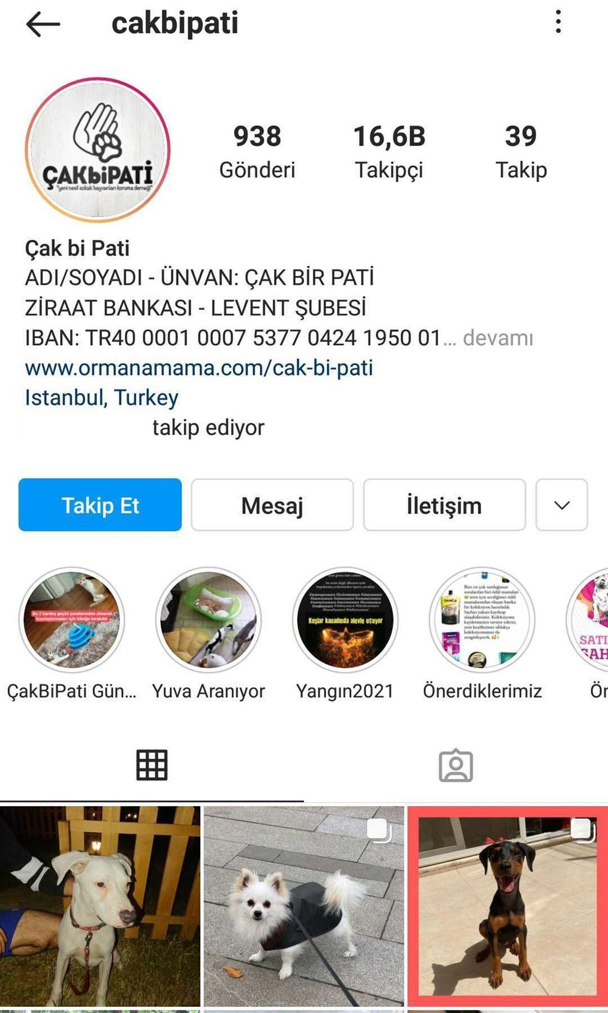Satın Alma Sahiplen: Bir Köpeği Dost Edinip Ona Destek Olabileceğiniz 11 Instagram Hesabı