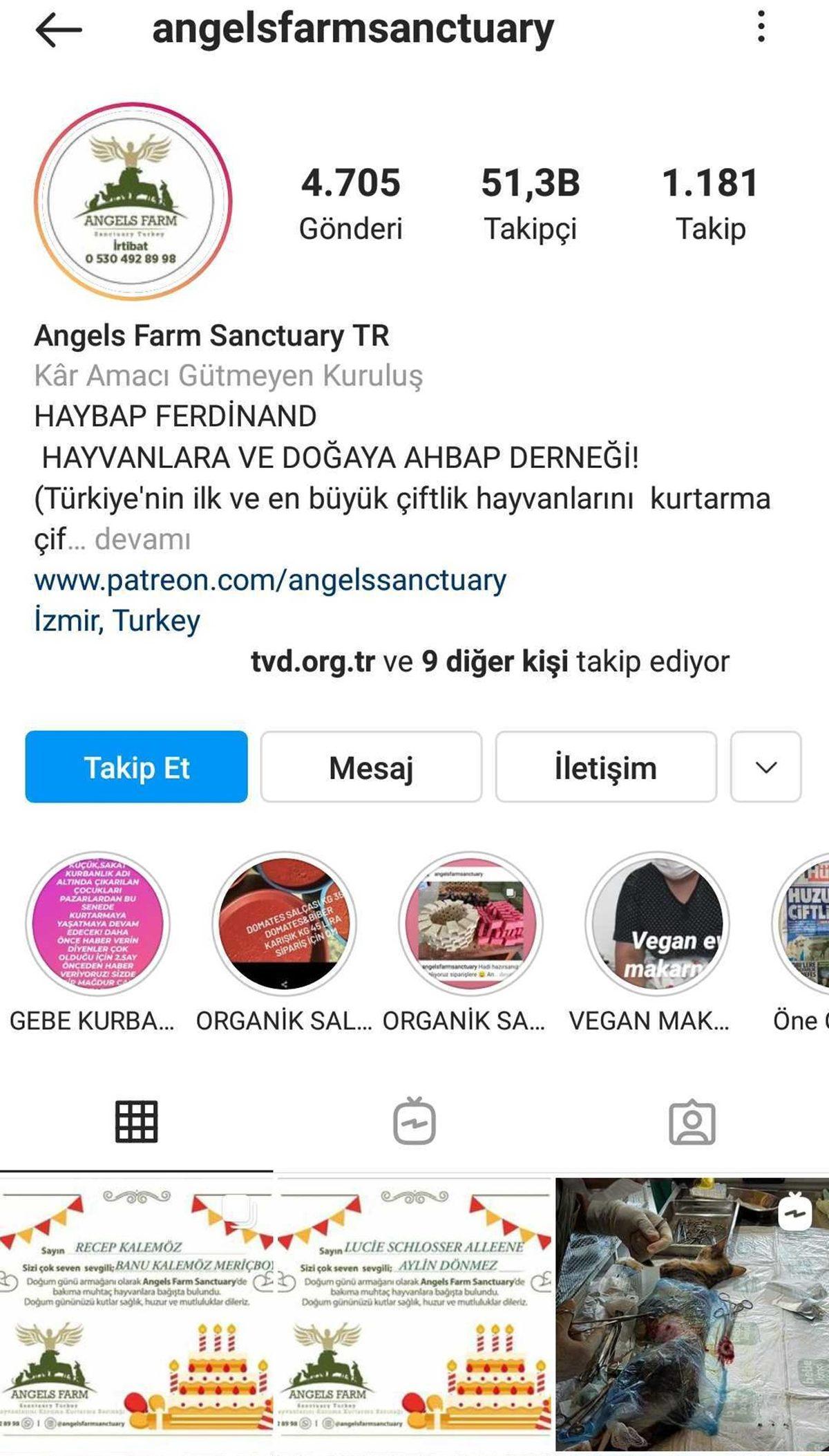 Satın Alma Sahiplen: Bir Köpeği Dost Edinip Ona Destek Olabileceğiniz 11 Instagram Hesabı