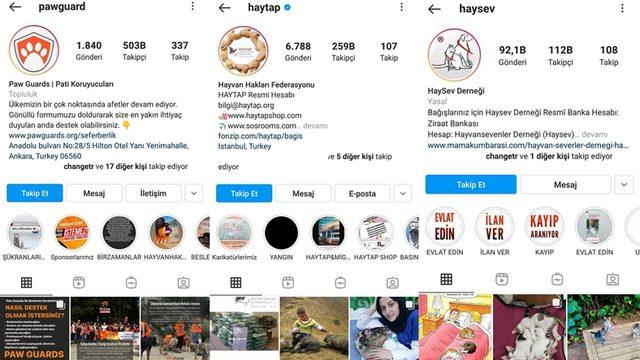 Satın Alma Sahiplen: Bir Köpeği Dost Edinip Ona Destek Olabileceğiniz 11 Instagram Hesabı