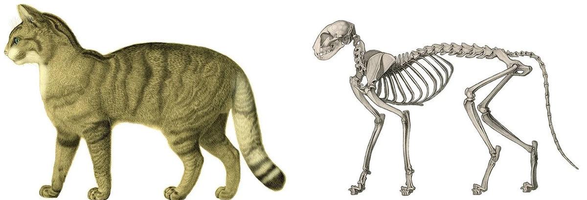 Kediler Nasıl Oluyor da Aşırı Dar ve Küçük Yerlerden Geçebiliyor?