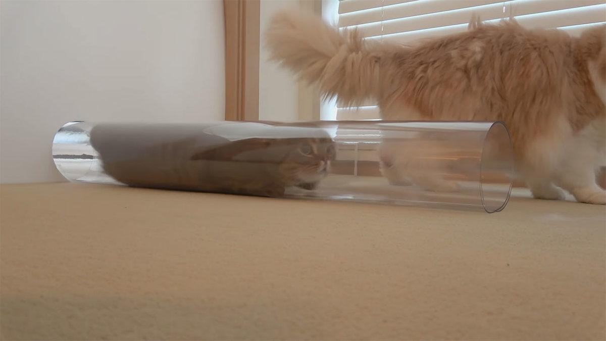 Kediler Nasıl Oluyor da Aşırı Dar ve Küçük Yerlerden Geçebiliyor?