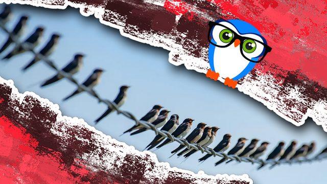 Elektrik Tellerine Konan Kuşlar Neden Hep Birlikte Aynı Yöne Bakarlar?