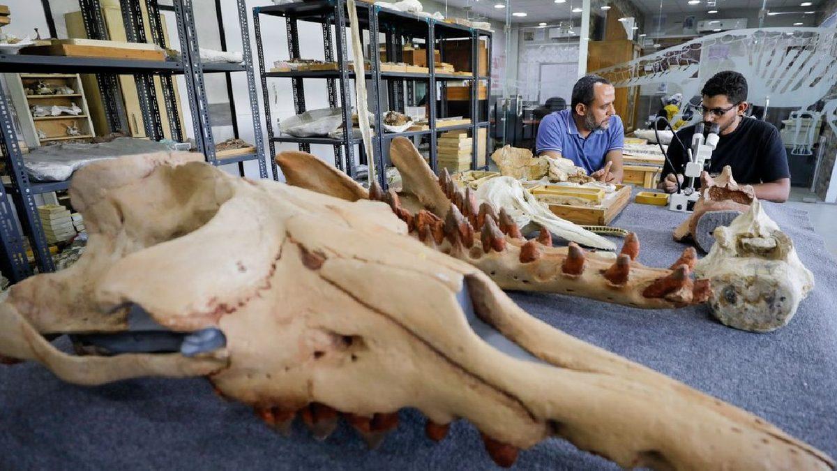 43 Milyon Yıl Önce Yaşamış, 4 Ayaklı Balina Fosili Bulundu