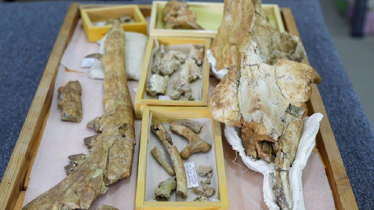 43 Milyon Yıl Önce Yaşamış, 4 Ayaklı Balina Fosili Bulundu