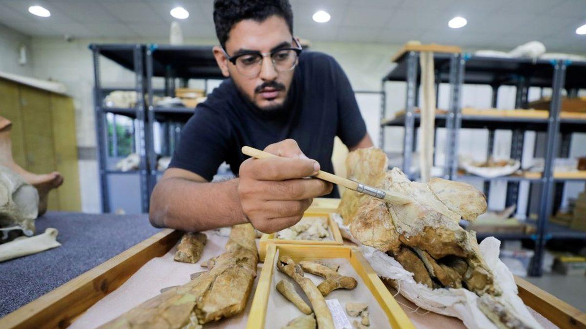 43 Milyon Yıl Önce Yaşamış, 4 Ayaklı Balina Fosili Bulundu