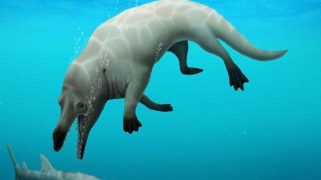 43 Milyon Yıl Önce Yaşamış, 4 Ayaklı Balina Fosili Bulundu