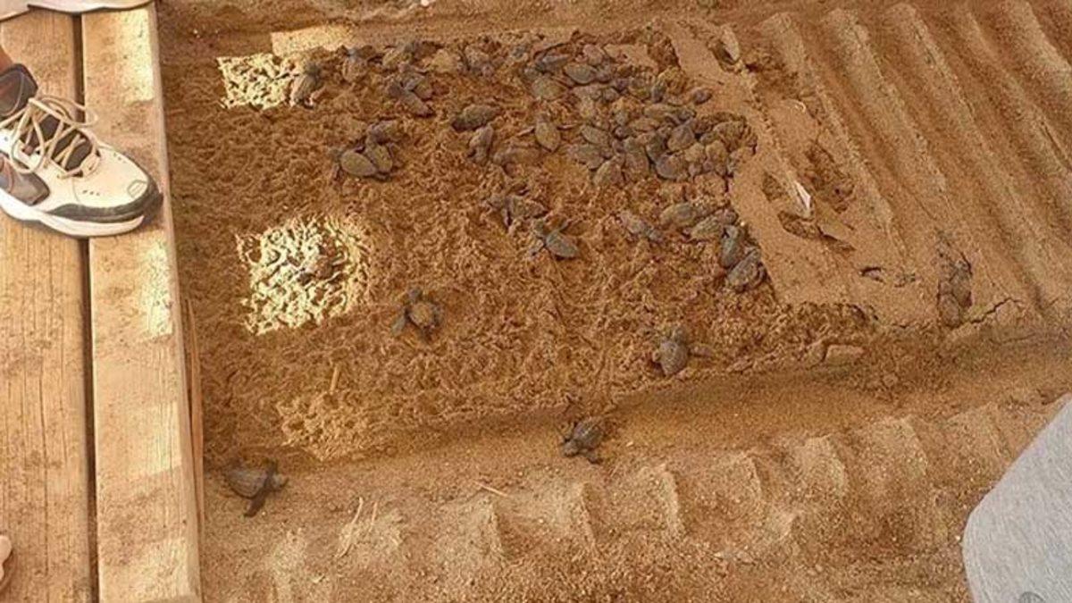 Antalya’da Onlarca Caretta Caretta, Otelin Yürüyüş Bandına Sıkışarak Öldü