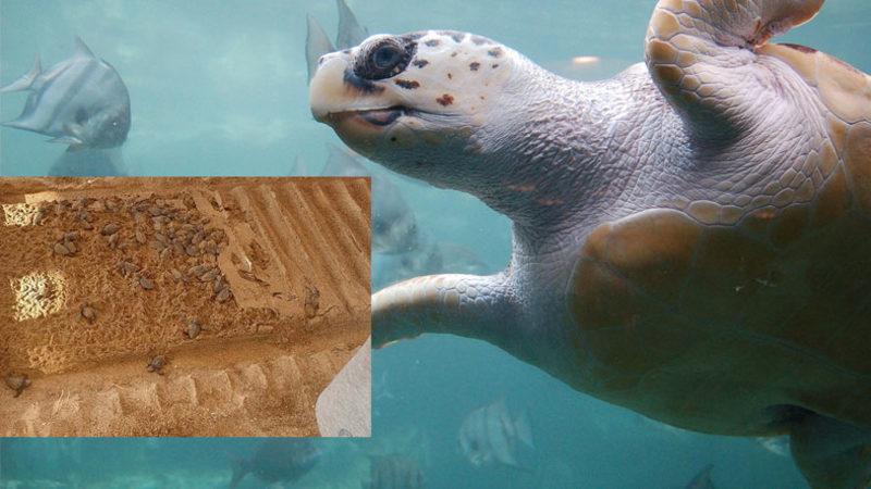 Antalya’da Onlarca Caretta Caretta, Otelin Yürüyüş Bandına Sıkışarak Öldü