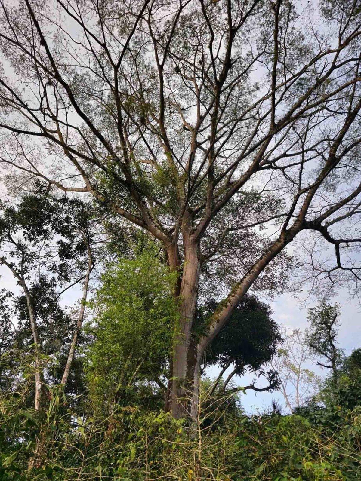 Samsung Galaxy S23 Ultra Çekilen Fotoğraf ve Videolar Paylaşıldı