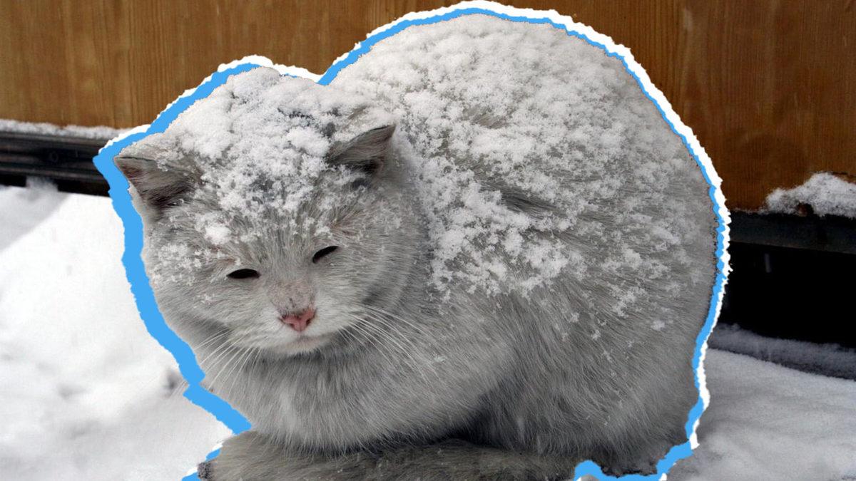 Kimse Onlara Öğretmemesine Rağmen Kediler Tuvaletini Kuma Yapmayı ya da Örümcekler Ağ Örmeyi Nasıl Biliyorlar?