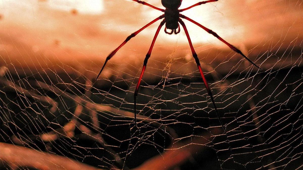 Kimse Onlara Öğretmemesine Rağmen Kediler Tuvaletini Kuma Yapmayı ya da Örümcekler Ağ Örmeyi Nasıl Biliyorlar?