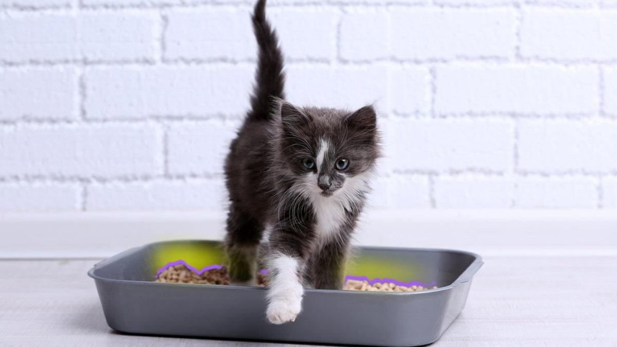 Kimse Onlara Öğretmemesine Rağmen Kediler Tuvaletini Kuma Yapmayı ya da Örümcekler Ağ Örmeyi Nasıl Biliyorlar?