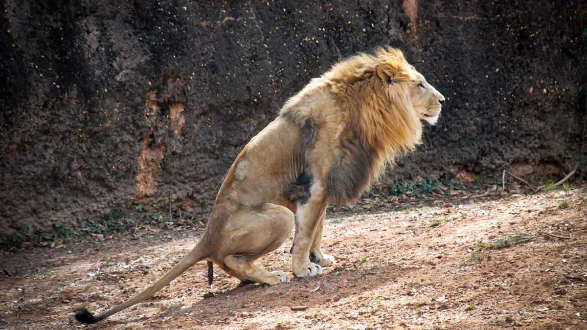 Kimse Onlara Öğretmemesine Rağmen Kediler Tuvaletini Kuma Yapmayı ya da Örümcekler Ağ Örmeyi Nasıl Biliyorlar?