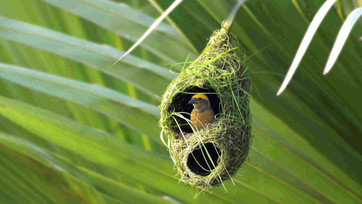 Kimse Onlara Öğretmemesine Rağmen Kediler Tuvaletini Kuma Yapmayı ya da Örümcekler Ağ Örmeyi Nasıl Biliyorlar?